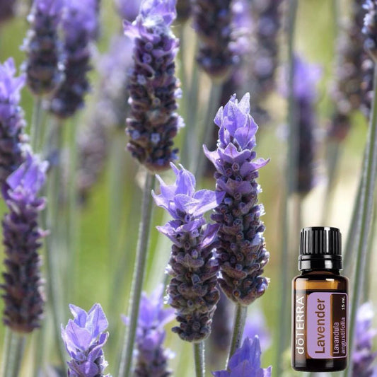 Lavender Essential Oil doTERRA 15ml